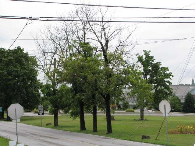 July 20, 2010 Very, very bad news: Thousand cankers and walnut twig beetles found in the center of the