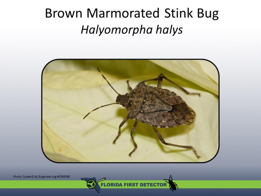 The brown marmorated stink bug is an invasive pest in the U.S.