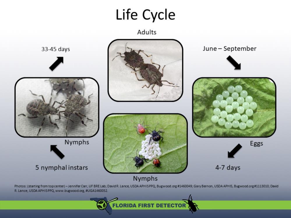 In much of the U.S., including Mid-Atlantic states, Pennsylvania and Minnesota, brown marmorated stink bugs have one generation per year.
