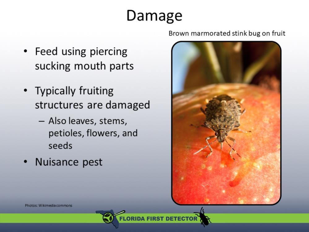 Plant damage is typically confined to fruiting structures as adults feed mostly on fruit. However, nymphs tend to feed on leaves, stems, petioles, flowers, and seeds.