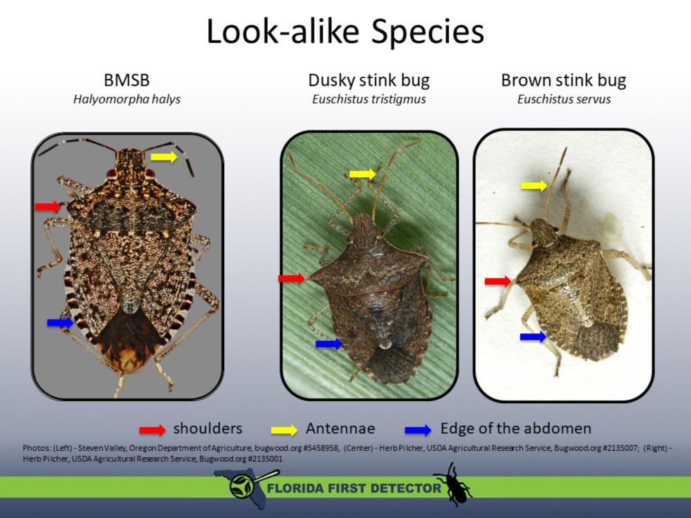 Brown marmorated stink bugs can easily be confused with numerous other hemipterans in the Untied States, including: the dusty stink bug (Euschistus tristigmus), brown stink bug (Euschistus servus),