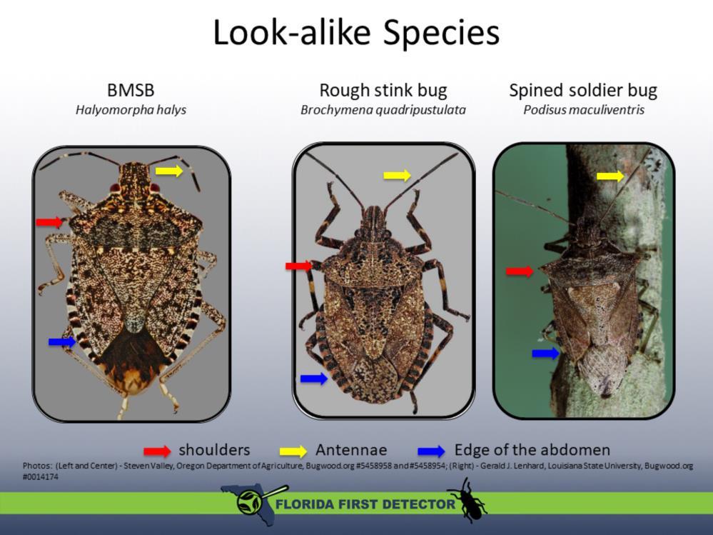 Brown marmorated stink bugs have rounded and smooth shoulders, two light colored bands on the antennal segments, and alternating light and dark bands along the edges of the abdomen.