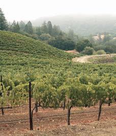 About a hundred miles north of the Golden Gate Bridge, you can find skyscraper-tall redwoods, rugged hiking trails, the crushing waves of the Pacific, and some of the best Pinots in the state.