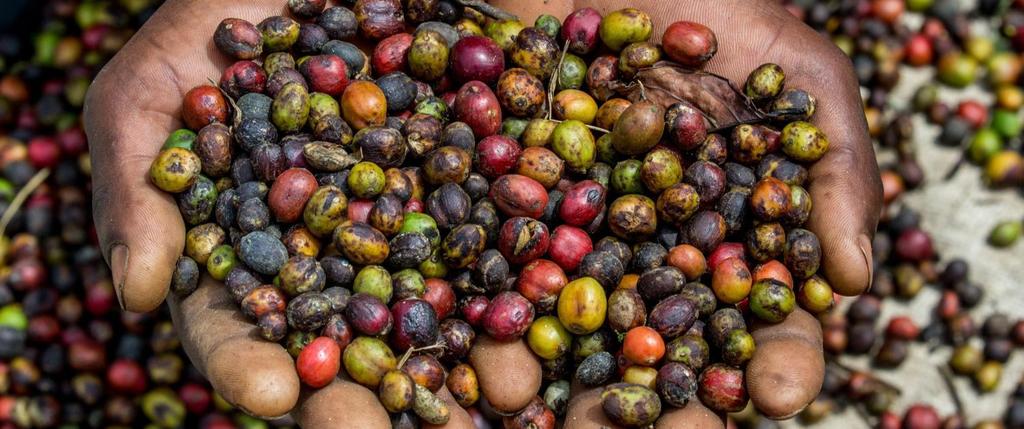 Certified coffee comes at a cost: this extra is justified when you buy certified coffee from Latin America or Asia; when you buy from Africa, it is simply too high and not always justified by, say,