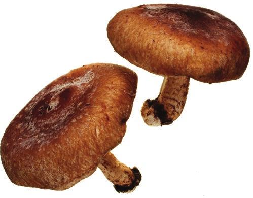 cause mushrooms to darken, mildew or deteriorate.