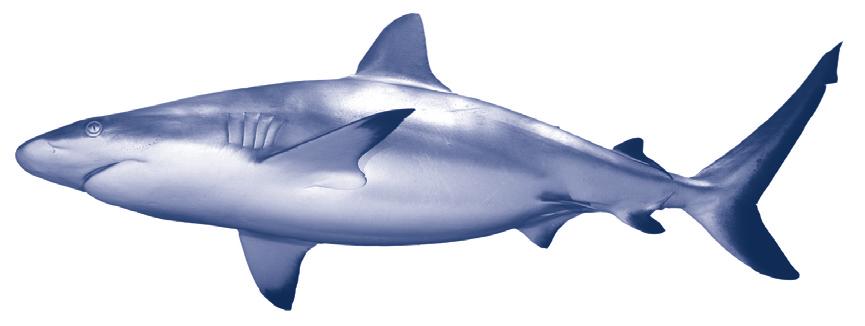 Fish to Limit to One Time Per Week: Tuna steak White (albacore) canned tuna (6 ounces per week) Halibut steak Fish to Limit to One time Per Month: Landlocked