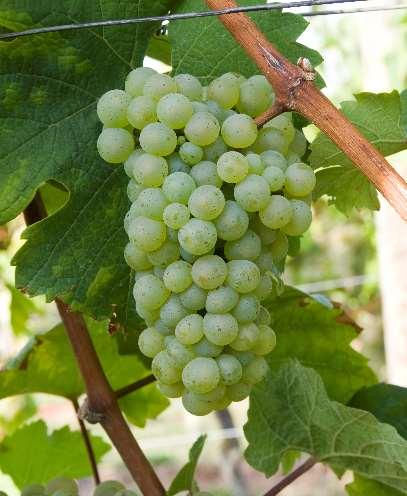 Photo courtesy of Vitis International Variety Catalogue As a final note remember that this month s Alsace pack