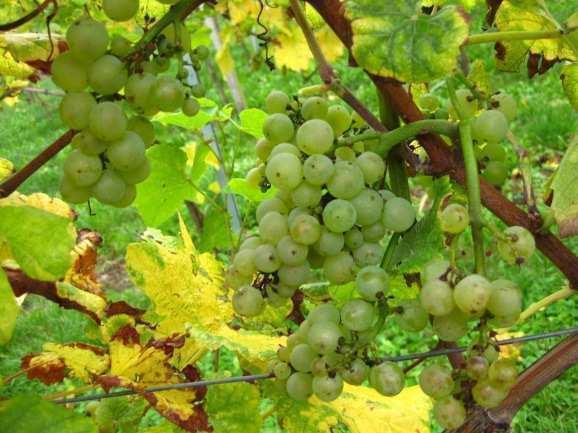 45 Picture 3. Grapes applied with Regalis at blossoming, Pinot Blanc, Wildeck Castle 2008 - Loose clusters with maiden berries.