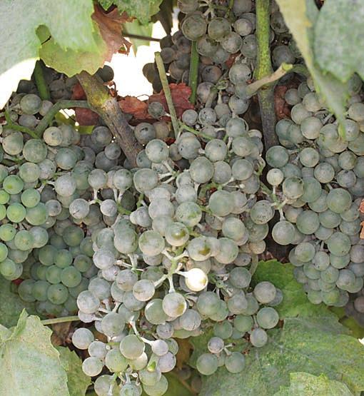 MILDEW LEAFROLL BOTRYTIS EUTYPA diseases TABLE 4 Average Severity Rating by Grape Variety (% Variety Acreage Responding) Overall Rating Disease Wine Concord Niagara Powdery Mildew 2.9 (100) 5.