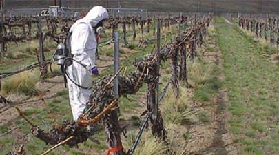 pesticide usage Washington State grape growers are making fewer pesticide applications today than in years past.