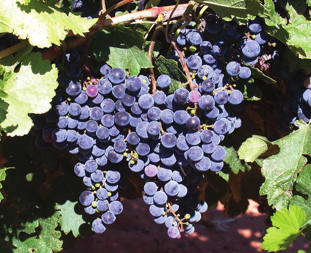 Washington State already leads the nation in juice grape production, is #2 in wine grape production, and is recognized worldwide as a producer of super-premium wines.