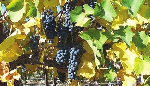 WEEDS Glyphosate (Roundup, others) A few Concord grape acres (8 or <1%) and a few wine grape acres (8 or <1%) were treated with glyphosate during the early fall prior to harvest at an average rate of