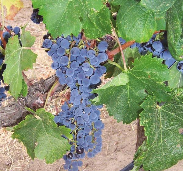 OPTIONS AWARENESS OUTREACH ATTITUDES AWARENESS & ASSIMILATION Results of the 2005 survey indicate that the grape growers collective experience and expanding knowledge base contributed greatly to the