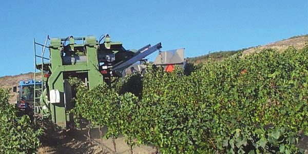 Grape growers have been able to assimilate vast amounts of pest management information from a number of sources, including other growers, university Extension personnel and publications, chemical
