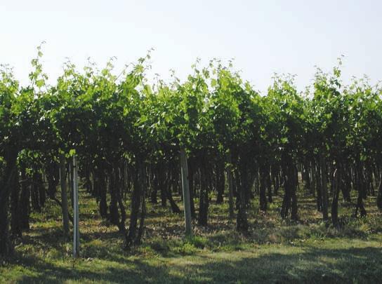 Sprinkler irrigation, as shown below, was the most popular method in juice grapes. Growers reported using several methods of irrigation.