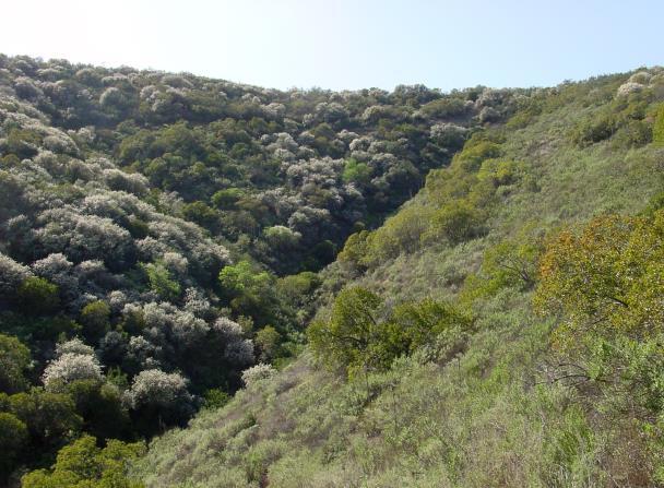The Santa Monica Mountains of California (Northern Hemisphere) Northern Aspect: Cooler temps Moister Soil Southern Aspect: More sun