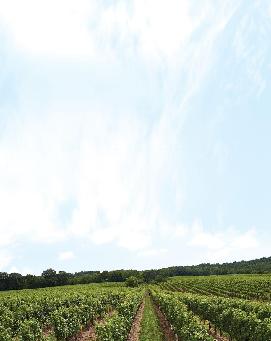 what is VQA? THE SHORT ANSWER When you see VQA Ontario on a bottle, it means the wine is made from 100% Ontario-grown grapes, which have been approved through a strict quality-assurance program.