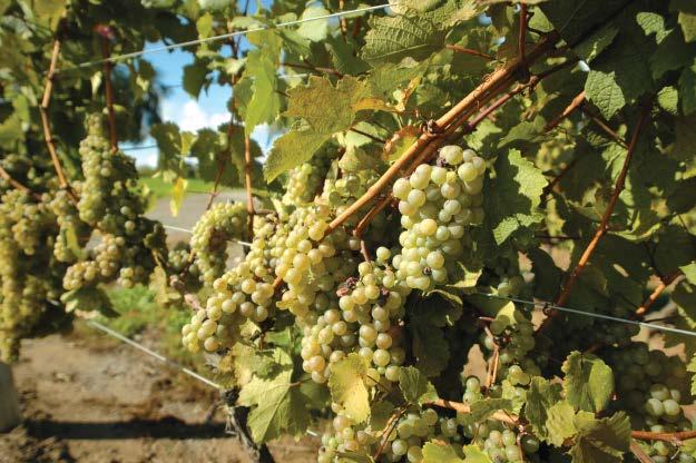 Primary White Varietals Chardonnay The most widely produced variety in Ontario is produced in different styles.