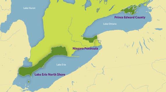 Ontario s Appellations The majority of Canada s wines come from Ontario s appellations, where approximately 17,000 acres of wine grape vineyards are planted.