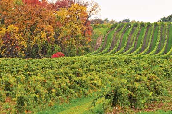 Terroir Niagara Escarpment Climate Sheltered from the stronger prevailing southwesterly winds by the Niagara Escarpment, and enjoying lake breezes reflected by the escarpment ridge, the benchland