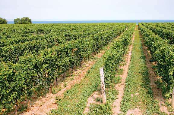 Situated below the crest of the Niagara Escarpment and stretching to the Niagara River and the shores of Lake Ontario, this region encompasses four sub-appellations: Niagara River, Niagara Lakeshore,