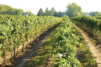 Lake Erie North Shore Appellation Overview Cool lake breezes, abundance of sunshine, ripe fruit with good balance Located at a latitude of approximately 42 N and stretching along the bow-shaped