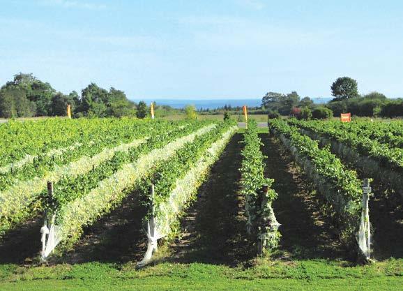 Terroir Prince Edward County Climate Most vineyards are located in areas that receive maximum benefit from lake breezes.