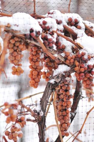 How Icewine is Made Icewine season starts when the grape vines are netted in the autumn to protect them from being devoured by birds.