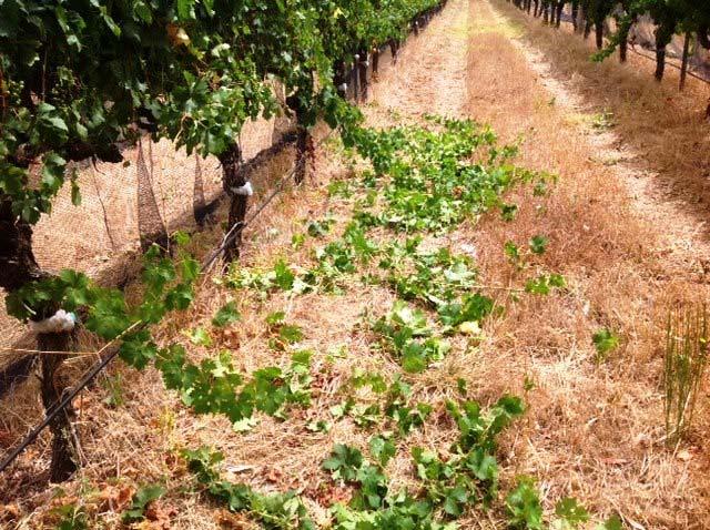 Corrective Shoot Thin Extensive labour is involved in spur pruned vines to decongest