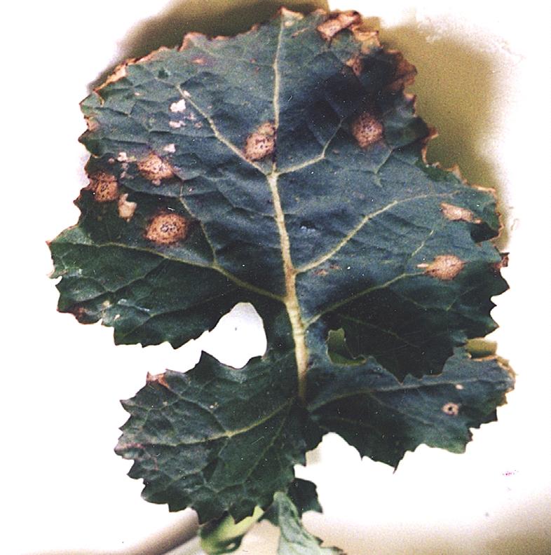 has since then been known as the causal agent of blackleg, dry rot and canker diseases in cruciferous crops.