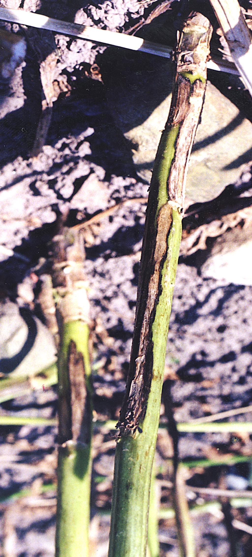 The major yield loss is due to lodging as a result of basal, girdling cankers.