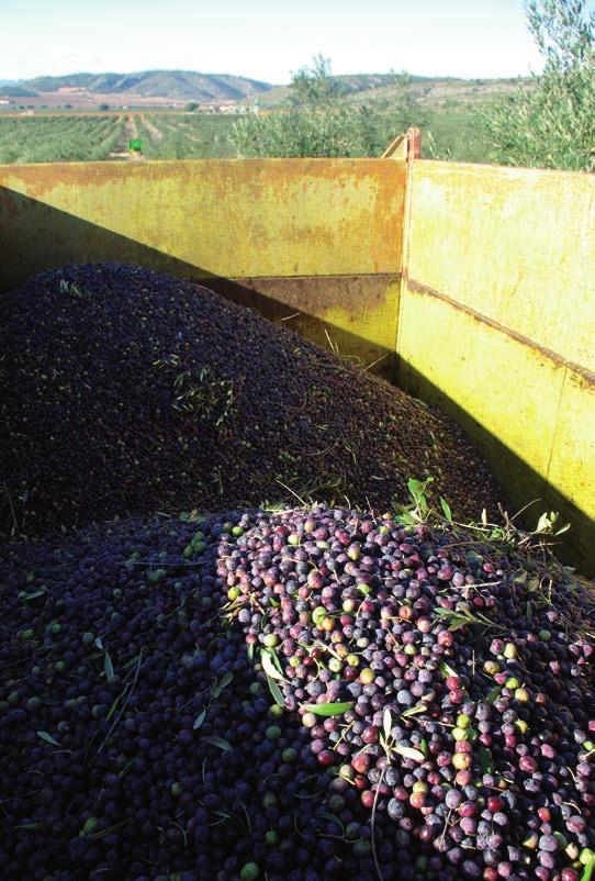 The growing methods at Bodegas Francisco Gómez are conducted according to environmentallyfriendly and sustainable