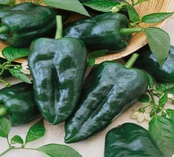 Ancho Grande Peppers are about 10 cm long and about 6 cm wide. In the immature stage, the dark green peppers are called Poblano.