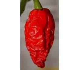 Scoville rating: 2,500 to 8,000 units Ghost pepper 95 Days The plants grow slowly at first, but will reach a height of 3 ½ 4 feet tall.