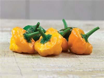Scotch Bonnet Golden yellow, squat little peppers with a shocking heat and superb fruit like flavor.
