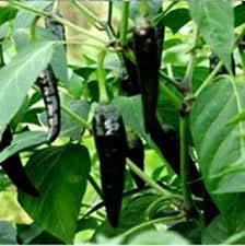Scoville rating: 100,000 to 350,000 units Black Peter Pepper Plants ripen from green to black to red and reach sizes of approx. 2.