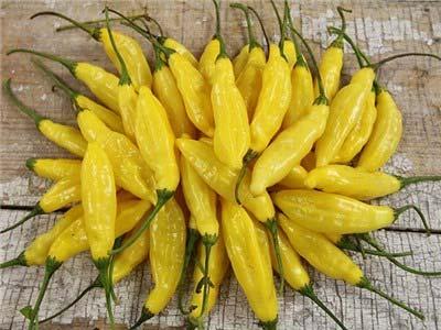 Lemon Drop 100 Days This hot, citrus flavored heirloom pepper is a popular seasoning in Peru, its country of origin.