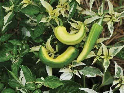 high and wide, and are typically covered with neon bright fruits, making this an excellent choice for container gardening.