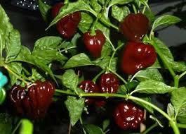 Chocolate Habanero 85 100 Days An outstanding hot Chile pepper made superior in every way through quality breeding.