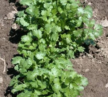 Cilantro Coriandrum sativum Annual - Herb Soil: Well-drained Light: Sun Distinctive characteristics: Cool