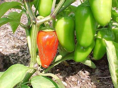 Anaheim Chile Pepper Capsicum annuum Perennial - Vegetable 18 18-24 Soil: Consistently moist, well drained, nutrient rich Bloom Color: Green left to turn red Mild hot pepper with mellow, sweet