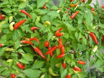 Cayenne Pepper Capsicum annuum longum Perennial -