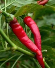 Productive plants, produce hottest peppers under dry