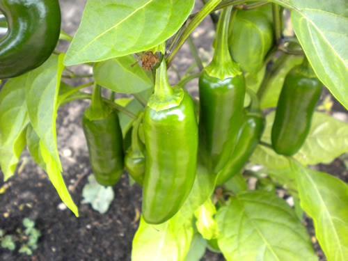Pepper, Jalapeño Capsicum annuum Jalapeño Annual - Vegetable 2-3