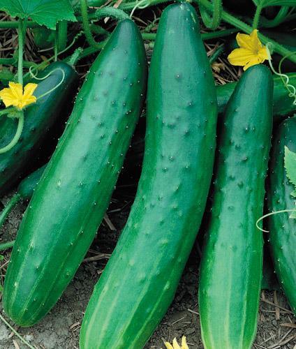 long, straight cucumbers excellent for slicing!