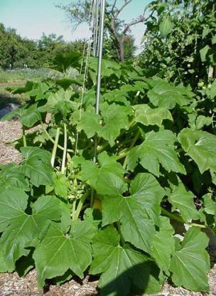 Summer Squash Cucurbita pepo Yellow Straight Neck Annual - Vegetable 2 Soil: Well-drained, fertile, medium