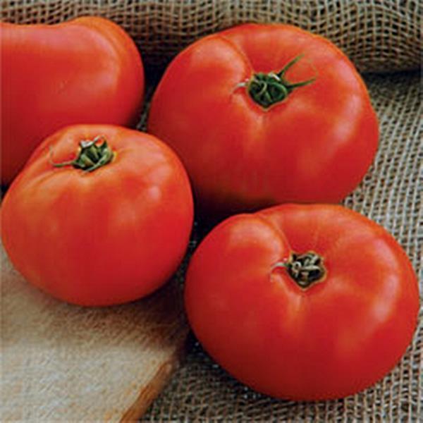 Tomato Solanum lycopersicum, 'Mountain Glory' Annual - Fruit - Summer 3-4 2-4 Soil: Well-drained, fertile and consistently moist