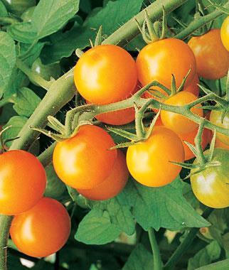 Sun Gold Cherry Tomato Solanum