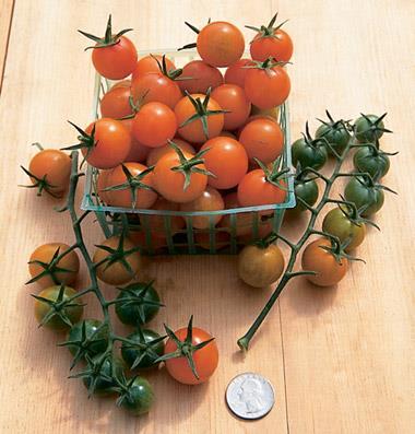 tomatoes Intense fruity flavor Start
