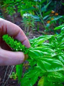 Large Leaf basil is considered the best for pesto Pinch off flowers ASAP for continued